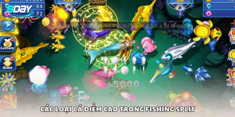 Các loại cá điểm cao trong Fishing Split